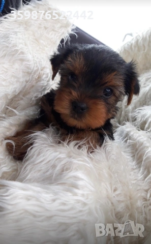 Мини йоркширски териерчета 