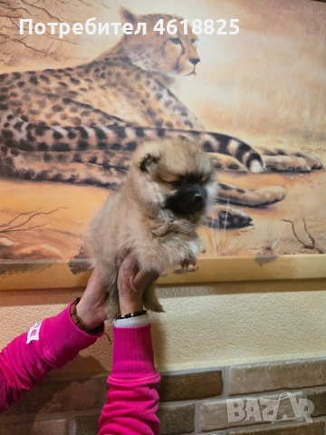 Померан женски , снимка 7 - Померан - 52942075