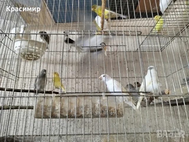 различни видове птици , снимка 6 - Папагали - 56153805