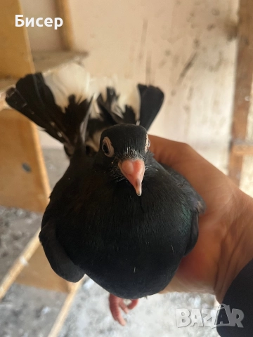 Търговишки гълъби, снимка 10 - Гълъби - 52495923