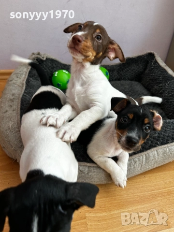 БЕБЕ ДЖАК РЪСЕЛ ТРИ ЦВЯТА УНИКАТ С ПАСПОРТ 2710251539, снимка 3 - Джак ръсел териер - 52199612