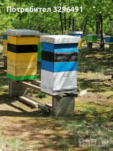 Пчелен мед 2023г , снимка 1 - За пчели - 41227290