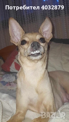 Продавам пинчари бели като сняг, снимка 3 - Пинчер - 52568677