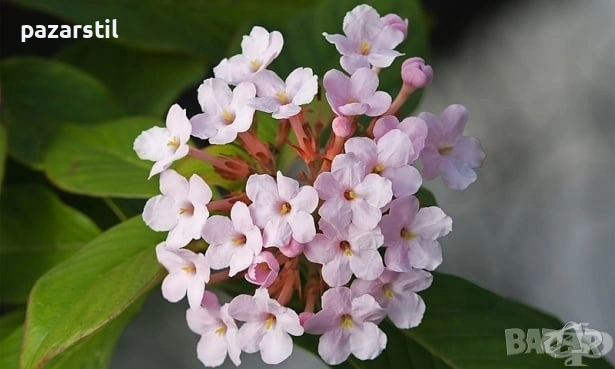 Йохимбе - билка при полова немощ 