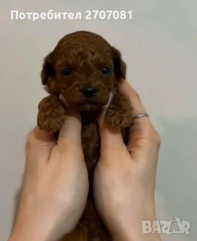 Той пудели, снимка 11 - Пудели - 48840560