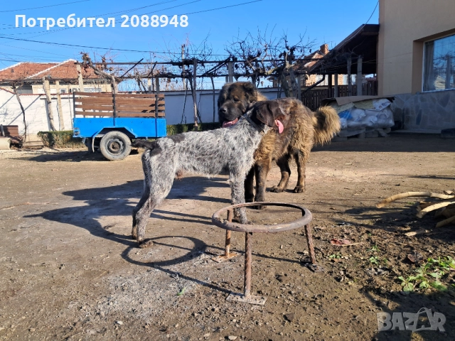 Женски дратхар, снимка 9 - Дратхаар - 52846305