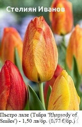 СОРТОВИ ЛАЛЕТА – ЛУКОВИЦИ , снимка 11 - Сортови семена и луковици - 52372815