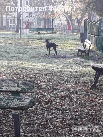 продавам женски доберман , снимка 3 - Доберман - 52422921