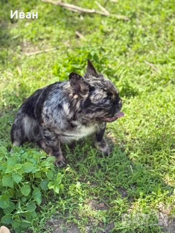 Френски булдог, снимка 3 - Френски булдог - 53140562