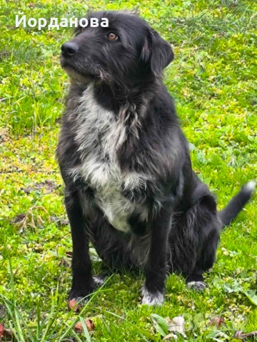 Подарявам куче