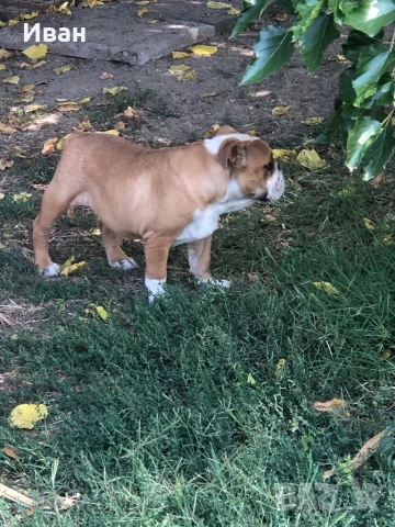 Английски Булдог, снимка 2 - Английски булдог - 52267368