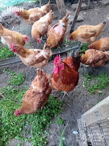 Кокошки за месо и яйца март 2024г., снимка 1