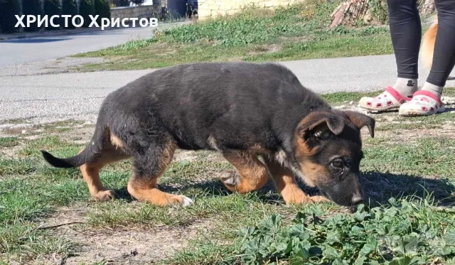 Продавам немски овчарки на 70дни.Радословни родители. 