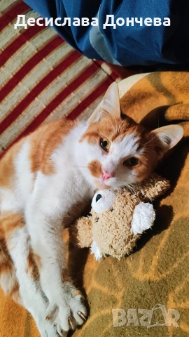 Коте Сами си търси дом, осинови го, снимка 13 - Други - 53033203