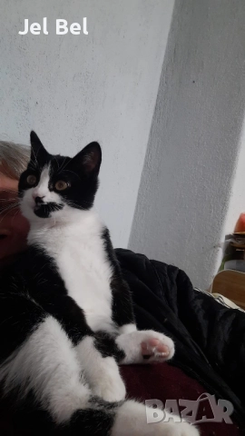 Ангорско Коте с Хигиенни Навици и Доставка до Вашия Град, снимка 3 - Ангорски - 49781355