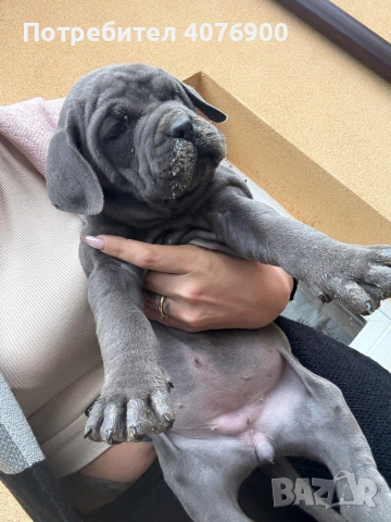 Две момиченца Кане Корсо!!! Обезпаразитени с две поставени ваксини!!!, снимка 6 - Кане корсо - 50321505