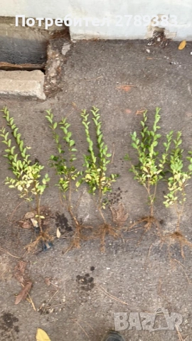 Лигуструм овалифолиум на гол корен, снимка 3 - Градински цветя и растения - 53053091