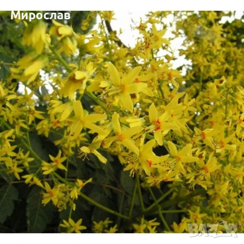 Продавам декоративно растение Китайски мехурник (Koelreuteria paniculata), снимка 10 - Градински цветя и растения - 51422603