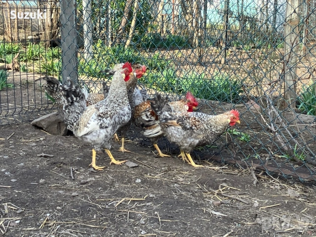 Петлета Маран и Легбар, снимка 6 - Кокошки и пуйки - 53697776