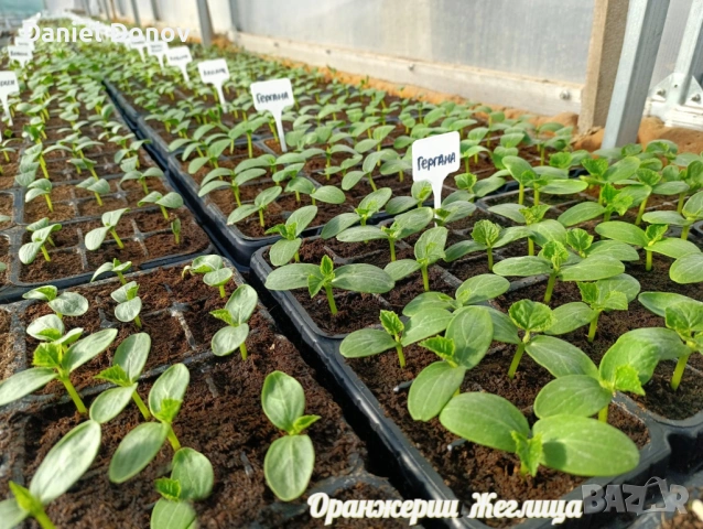 Домат ЧЕРВЕН ГИГАНТ + още над150 сорта домати, снимка 6 - Разсади - 53716352