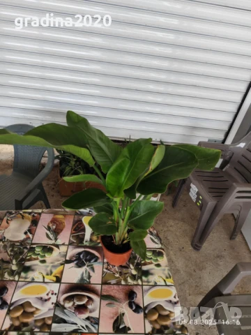 Стрелиция Налични 2 вида, снимка 14 - Разсади - 47241857