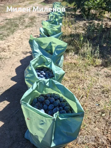 Сини сливи за ракия