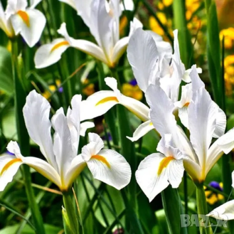 Ирис White van Vliet , снимка 2 - Градински цветя и растения - 51754895