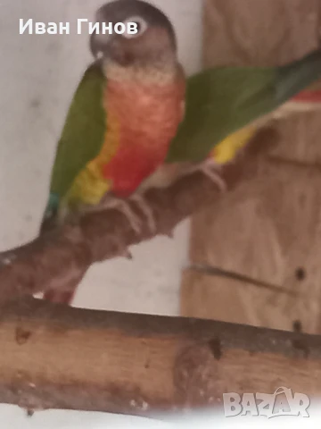 Продавам папагали. , снимка 2 - Папагали - 51294183
