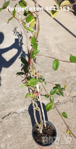 звезовиден жасмин 110см 