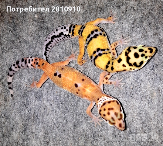 леопардови гекони