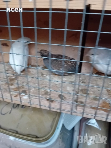 Продавам китайски пъдпъдъци , снимка 2 - Папагали - 53055487