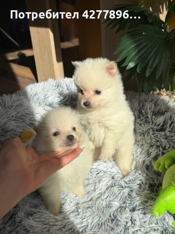 Померан , снимка 3 - Померан - 53771910