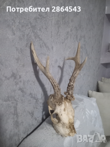 Череп с рога от сръндак , снимка 4 - Други - 44632267