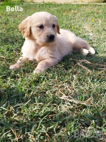 Голдън ретривър 