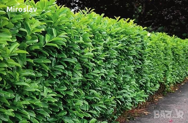 Лавровишна (Prunus laurocerasus), снимка 8 - Градински цветя и растения - 42163604