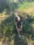 Белгийска овчарка Малиноа , снимка 2