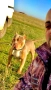 American bully XL, снимка 2