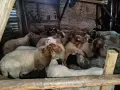 свободни овце, кочове , снимка 7