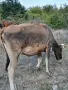 Продават се 2 юници, и двете са на първо отелване. Това е общата цена на 2 юници ТЕЛЕФОН:0876206134, снимка 7