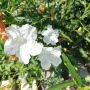 Продава се Руелия, Мексиканска петуния, Ruellia,  Mexican Petunia!!, снимка 1