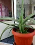 Алое вера (Aloe barbadensis Miller), снимка 4