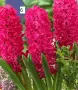 Луковици на зюмбюл – 7 различни вида, снимка 5