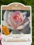 🌹 РОЗА 🌹 PRINCE JARDINIER® / FRANCIS MEILLAND™ Meitroni , снимка 8