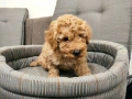 пудел / пуделче, снимка 4