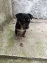 чиху пинчер мини момче , снимка 5