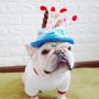 Кучешка шапка за рожден ден Шапка за рожден ден на домашен любимец Шапки за кучешки рожден ден, снимка 2