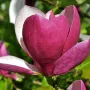 Магнолия Рустика Рубра, снимка 4