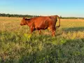 Продавам бременни месодайни кравикръстоски;търся съдружник, снимка 9
