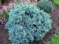Хвойна Синя звезда - Juniperus squamata Blue Star, снимка 1