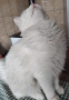 Персийска чинчила, снежно бяла, 5 мес., снимка 4